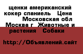 щенки американский кокер спаниель › Цена ­ 15 000 - Московская обл., Москва г. Животные и растения » Собаки   